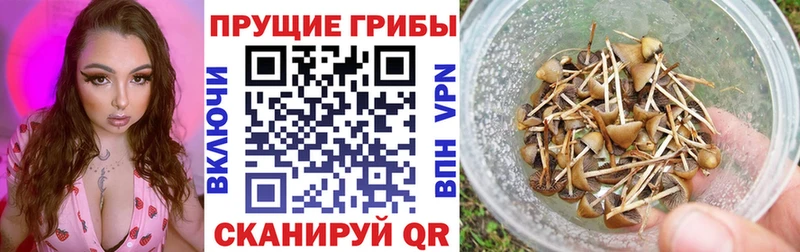 как найти наркотики  Почеп  Галлюциногенные грибы мицелий 